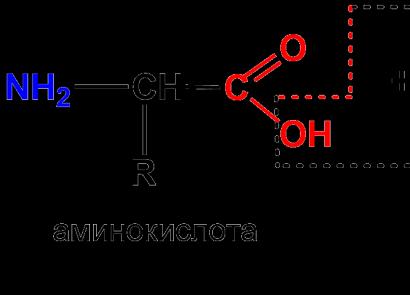 Formula e përgjithshme e aminoacideve Vetitë e kimisë së aminoacideve
